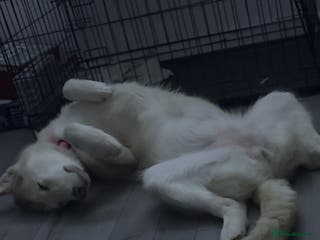 Utonagan dogs Minnie husky cross malamute - Advert 6