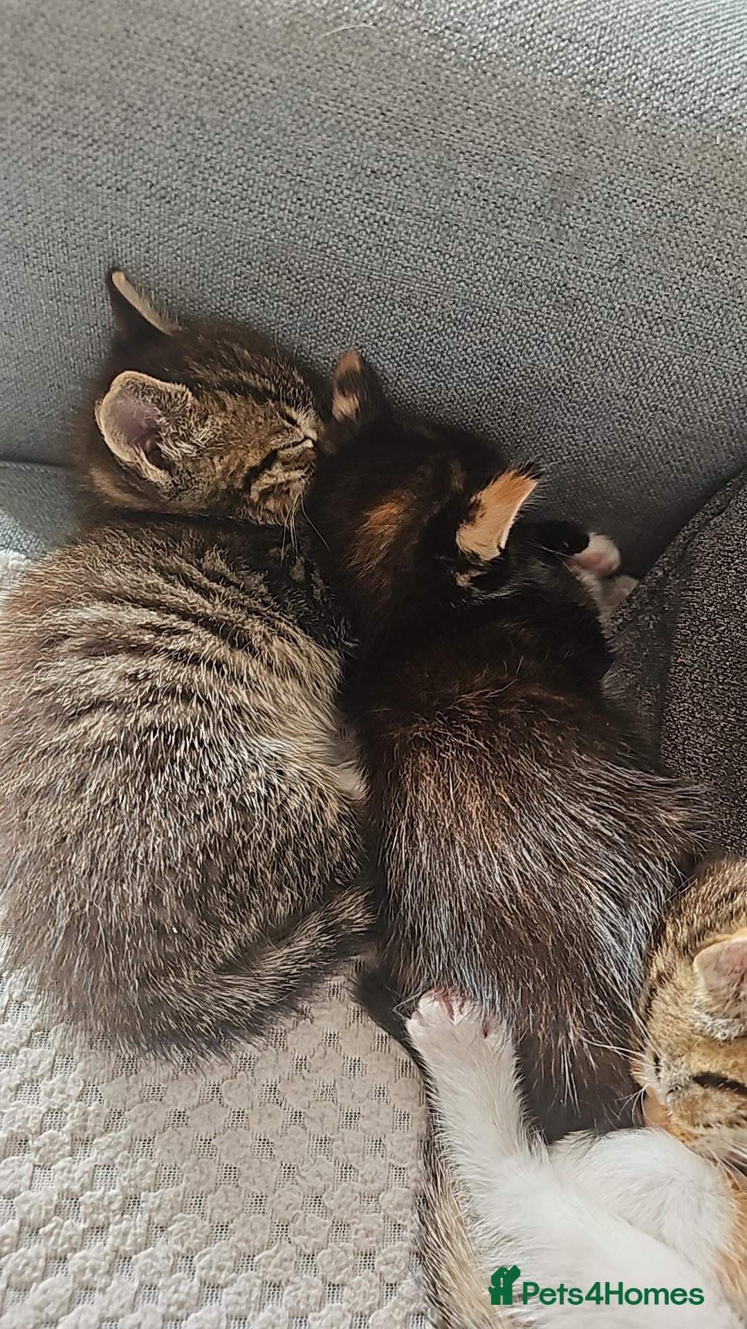 Mixed Breed cats Mix ragdoll kittens for sale  - Advert 2