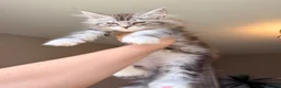Maine Coon cats for sale: XL MAINE COON EUROPEAN LINES! Ready now!  - Advert 12