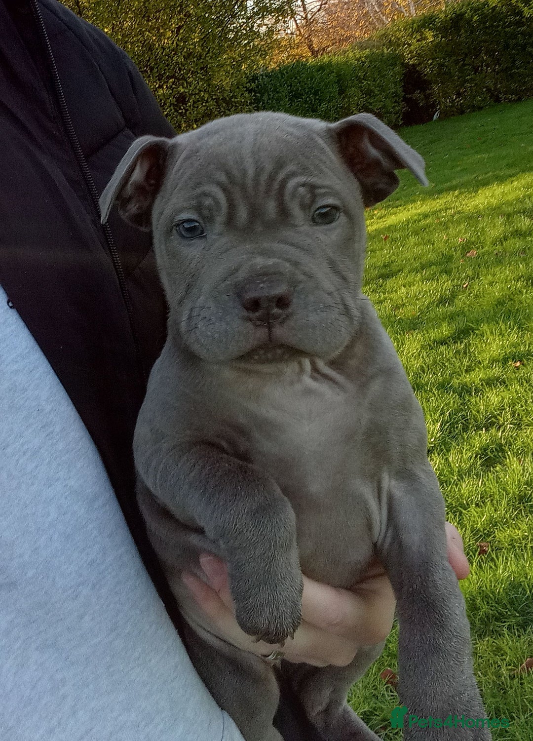 Staffordshire Bull Terrier dogs for sale: Staff puppies  - Advert 5