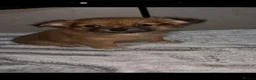 Pomchi dogs for sale: Pomchi puppies  - Advert 10