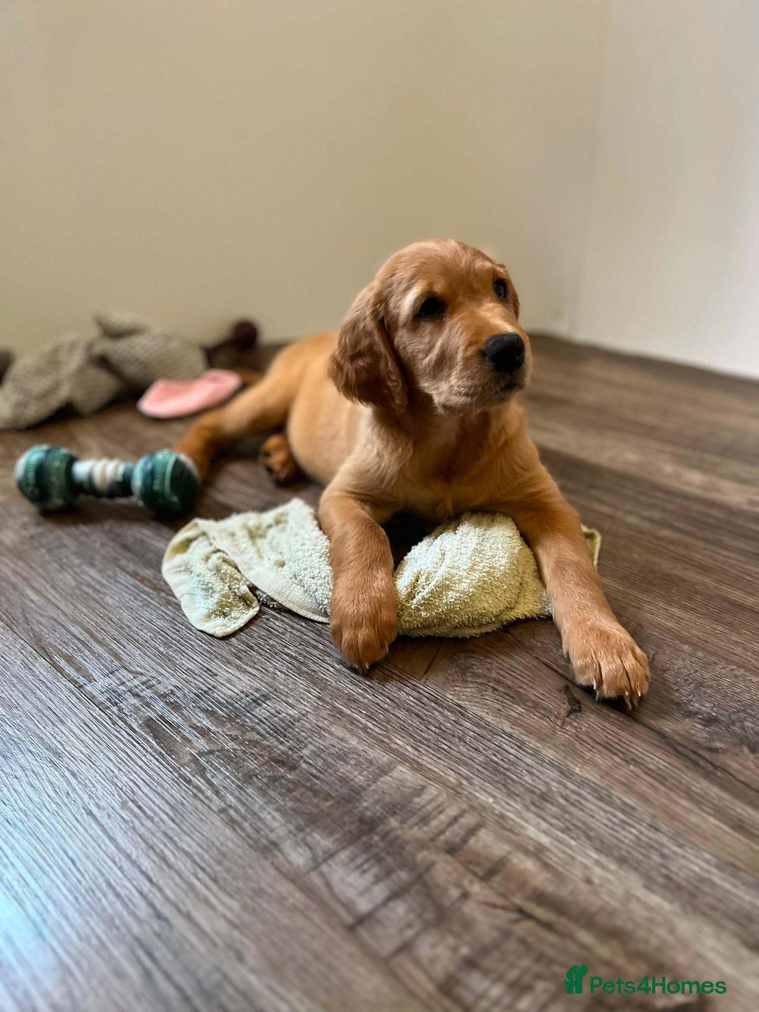 Golden Retriever dogs  Beautiful red golden retrievers 1 girl  1 boys - Advert 1