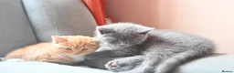British Shorthair cats for sale: 3 Lovely, Fluffy Little Kittens - Ready To Go - Advert 4