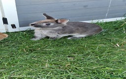 Netherland Dwarf rabbits for sale: Various Netherland Dwarfs available from £20 - Image 13