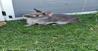 Netherland Dwarf rabbits - Advert 8