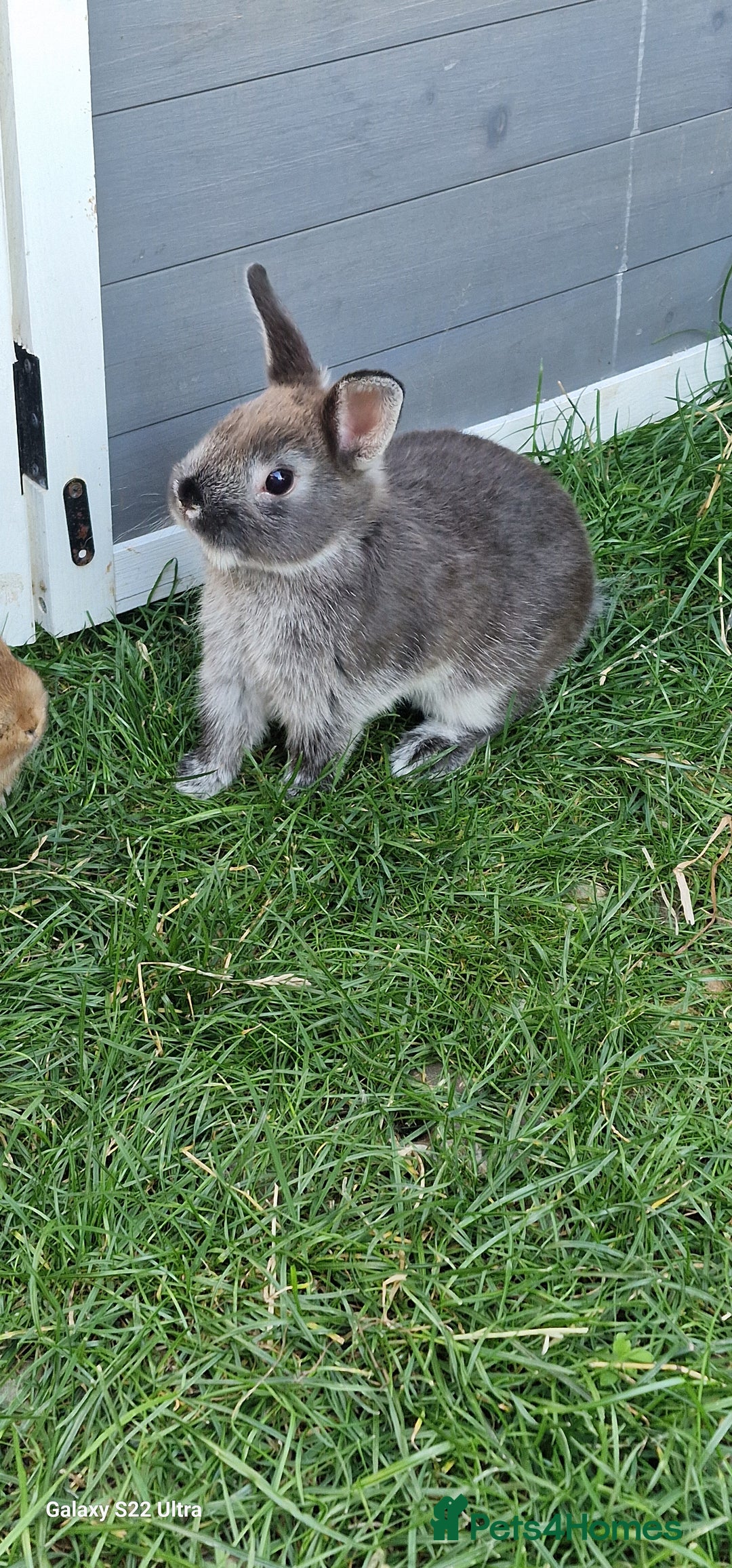 Netherland Dwarf rabbits for sale: Various Netherland Dwarfs available from £20 - Image 13