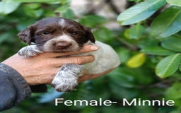 Mixed Breed dogs for sale: Fen Spaniels -Korthols x Eng Springer Spaniel  - Image 11