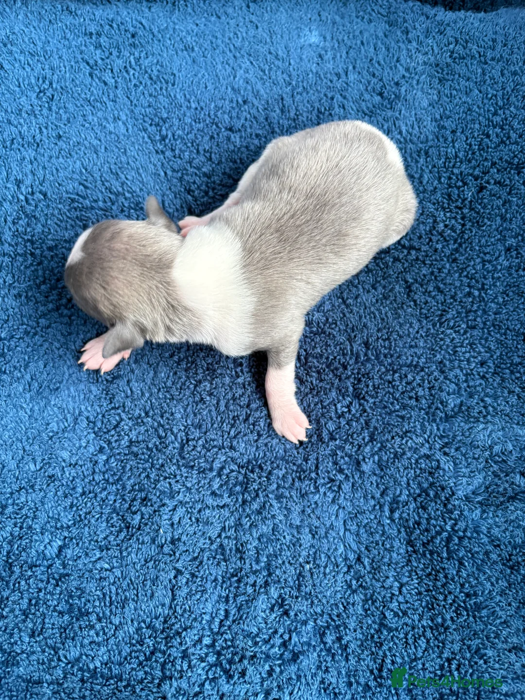 Whippet dogs for sale: 💕⭐️KC WHIPPET PUPS⭐️ 💕 - Advert 9