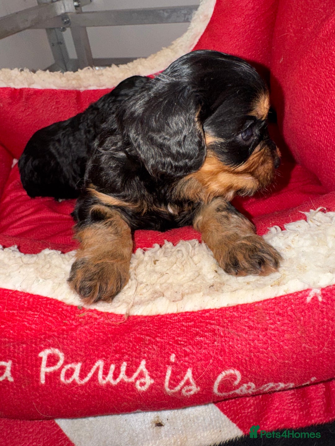 Cavapoo dogs for sale:   ✨ Adorable Miniature Cavapoo Puppies ✨ - Advert 18