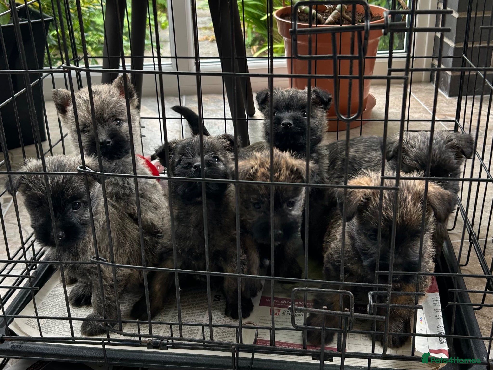 Cairn Terrier dogs GORGEOUS CAIRN TERRIER PUPPYS - Advert 7