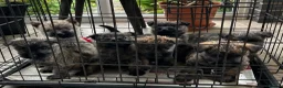 Cairn Terrier dogs for sale: GORGEOUS CAIRN TERRIER PUPPYS - Advert 1