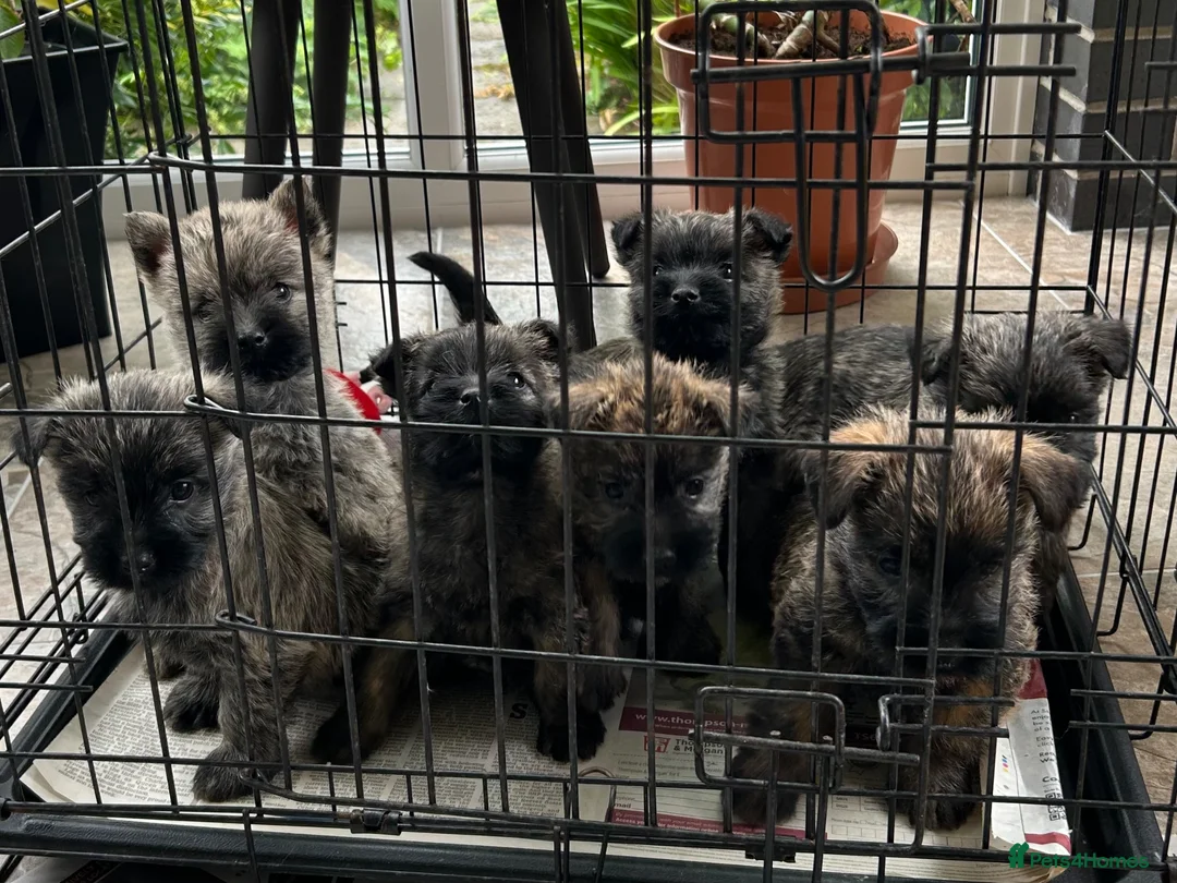 Cairn Terrier dogs for sale: GORGEOUS CAIRN TERRIER PUPPYS - Advert 1