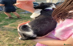 English Springer Spaniel dogs for sale: English Springer Spaniel Puppies - Image 22
