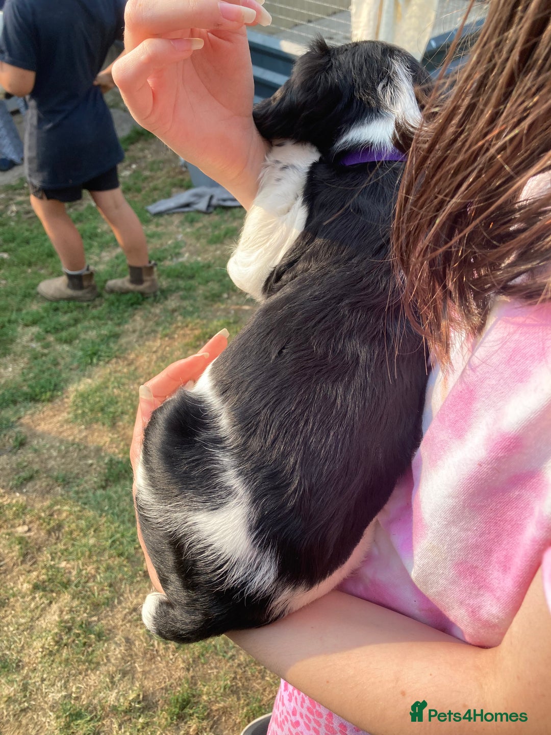 English Springer Spaniel dogs for sale: English Springer Spaniel Puppies - Image 22