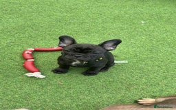French Bulldog dogs for sale: Beautiful baby frenchies - Image 1
