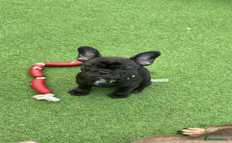 French Bulldog dogs for sale - Advert 1