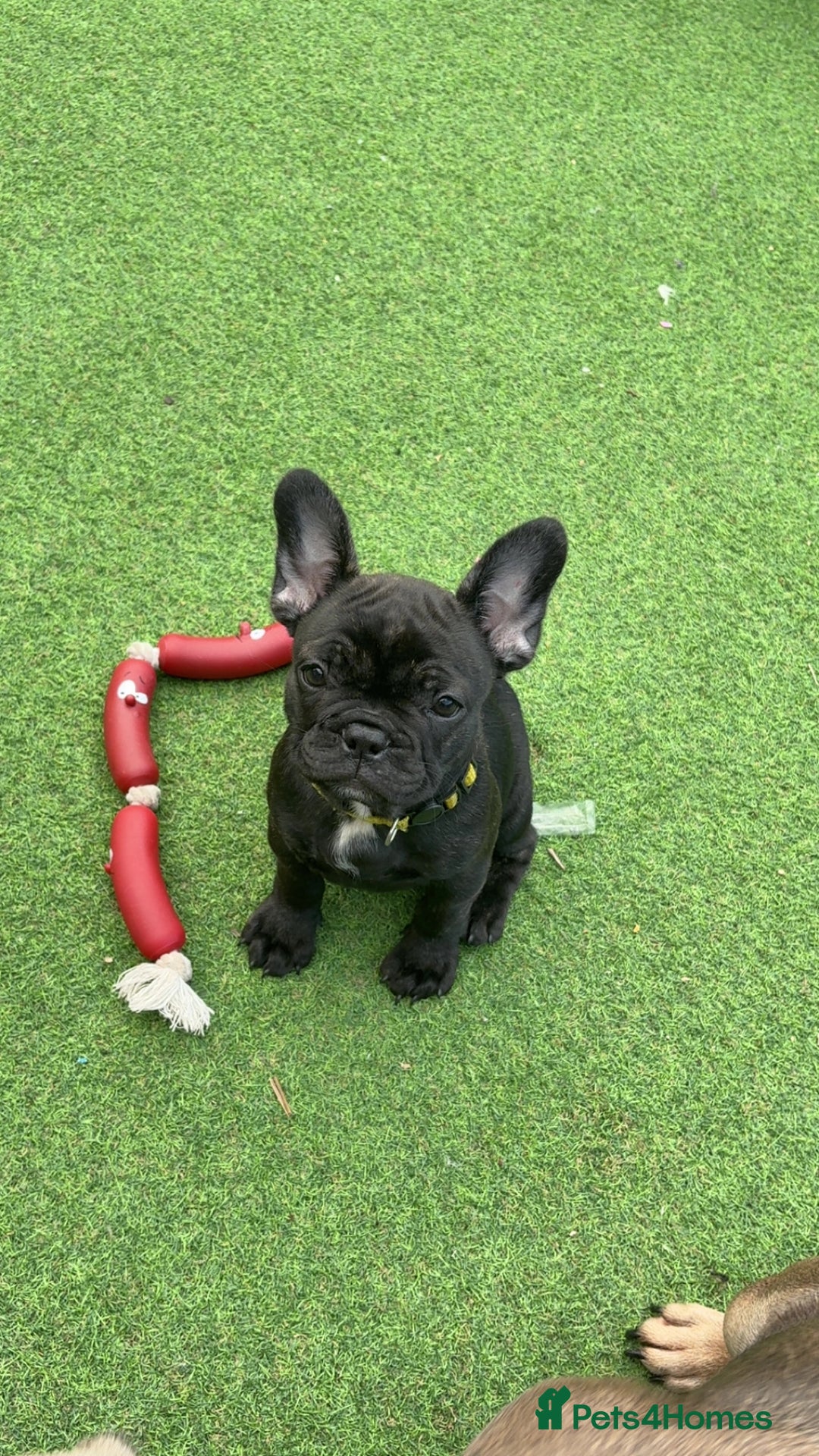 French Bulldog dogs for sale: Beautiful baby frenchies - Image 1