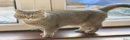 British Shorthair cats for sale: Stunning Blue Golden British Shorthair Girl! - Advert 1