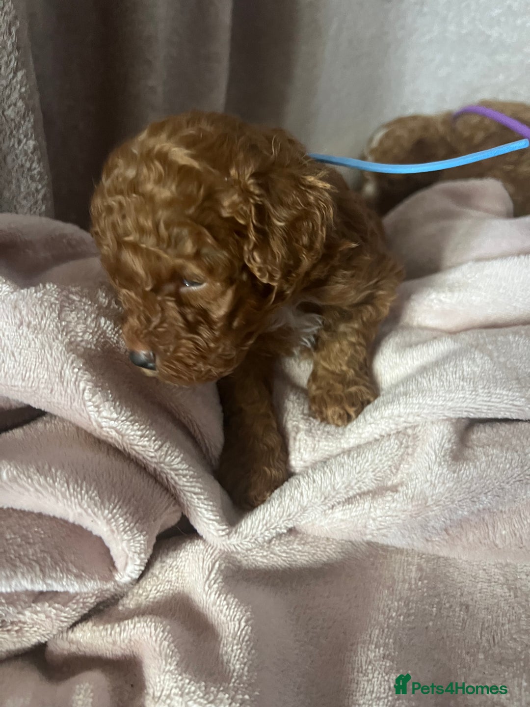 Cavapoo dogs for sale: F1B cavapoos  - Image 5