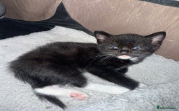 Mixed Breed cats for sale: 4 Gorgeous Kittens Ready for Their Forever Homes! - Image 14
