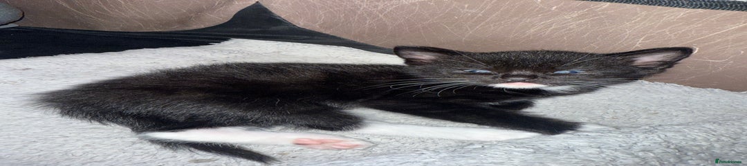 Black and white male