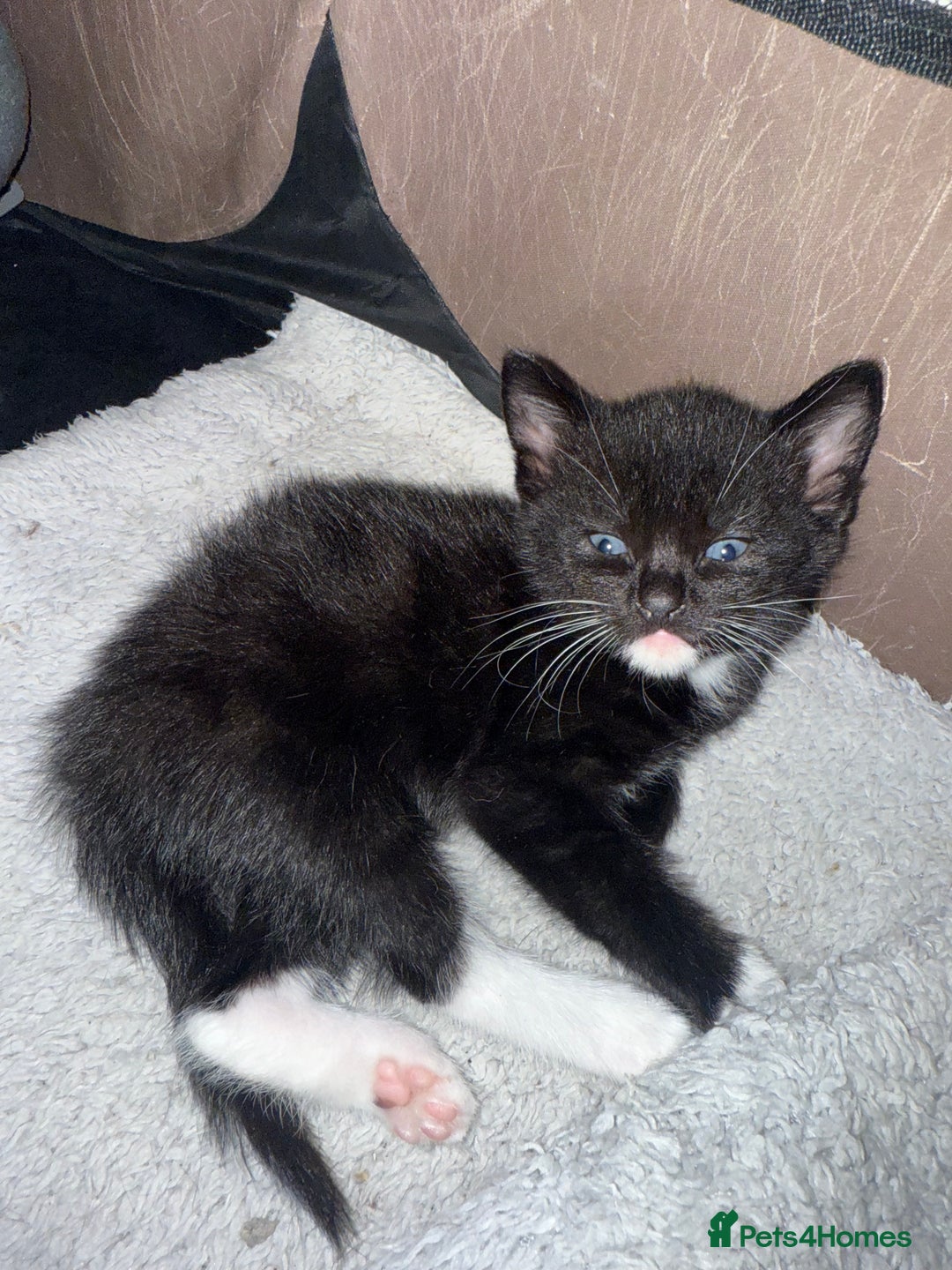 Mixed Breed cats for sale: 4 Gorgeous Kittens Ready for Their Forever Homes! - Image 14