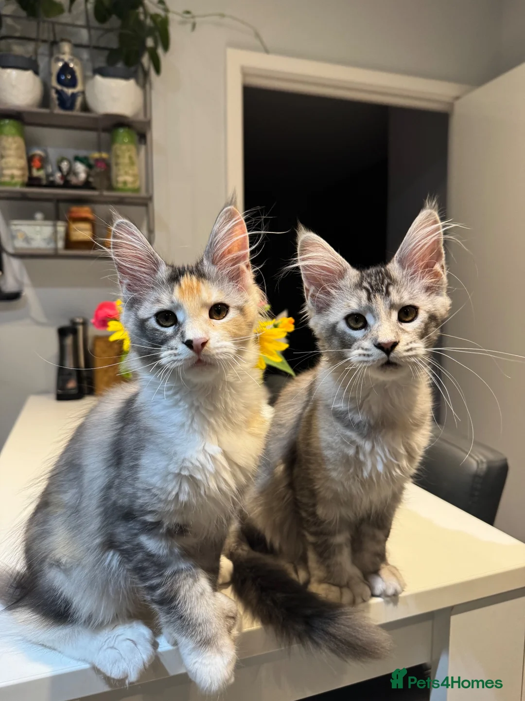 Maine Coon cats for sale: Polydactyl Maine Coon kittens - Advert 32