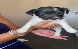Jack Russell dogs for sale: Traditional jack Russell pups  - Image 4