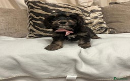 Cavapoo dogs for sale: Cavapoo puppies  - Advert 11