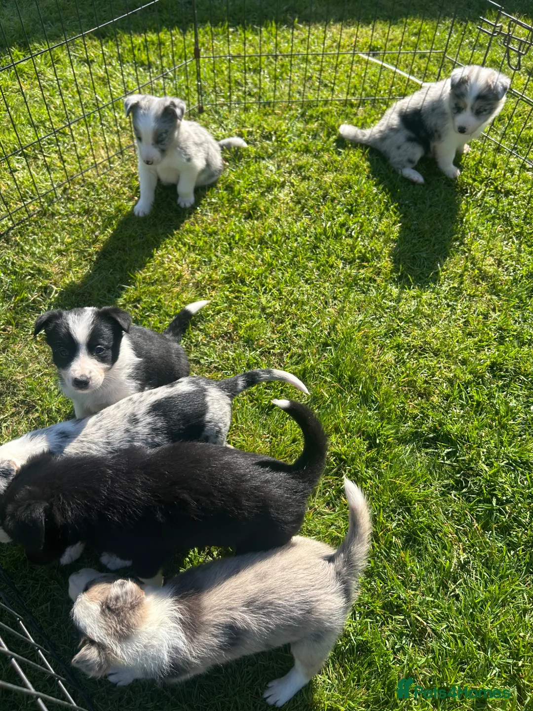 Border Collie dogs for sale: Outstanding Border Collie puppy’s  - Advert 20