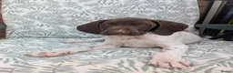 German Shorthaired Pointer dogs for sale: Beautiful German short haired pointer puppy's  - Advert 14