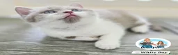 British Shorthair cats for sale: 5 Beautiful British short hair kittens available  - Advert 14