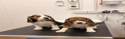 Beagle dogs for sale: Beagle for sale  in Dagenham - Advert 10