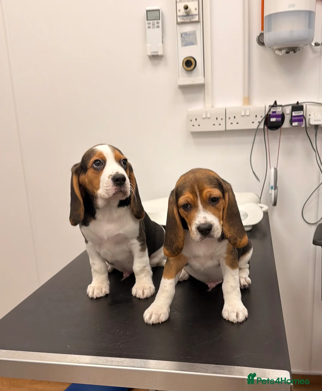 Beagle dogs for sale: Beagle for sale  in Dagenham - Advert 10