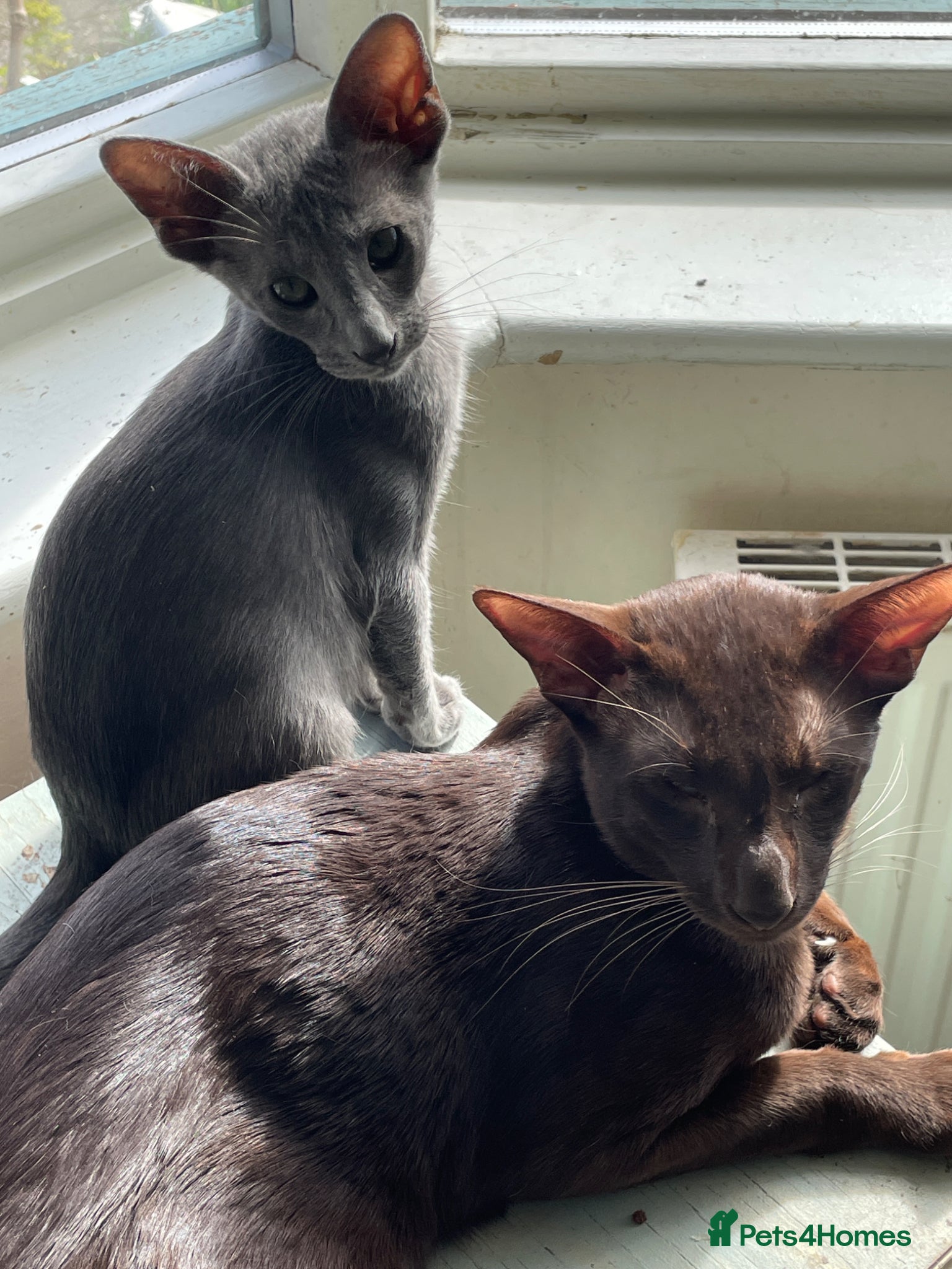 Oriental cats Stunning  Oriental kittens available - Advert 2