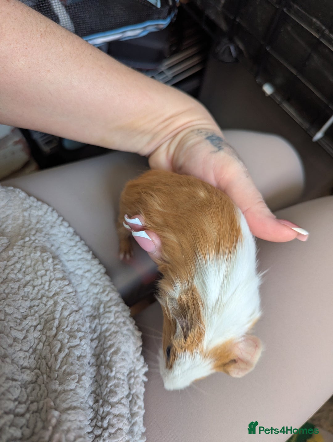 Guinea Pig rodents for sale: Baby guinea pigs  - Advert 6