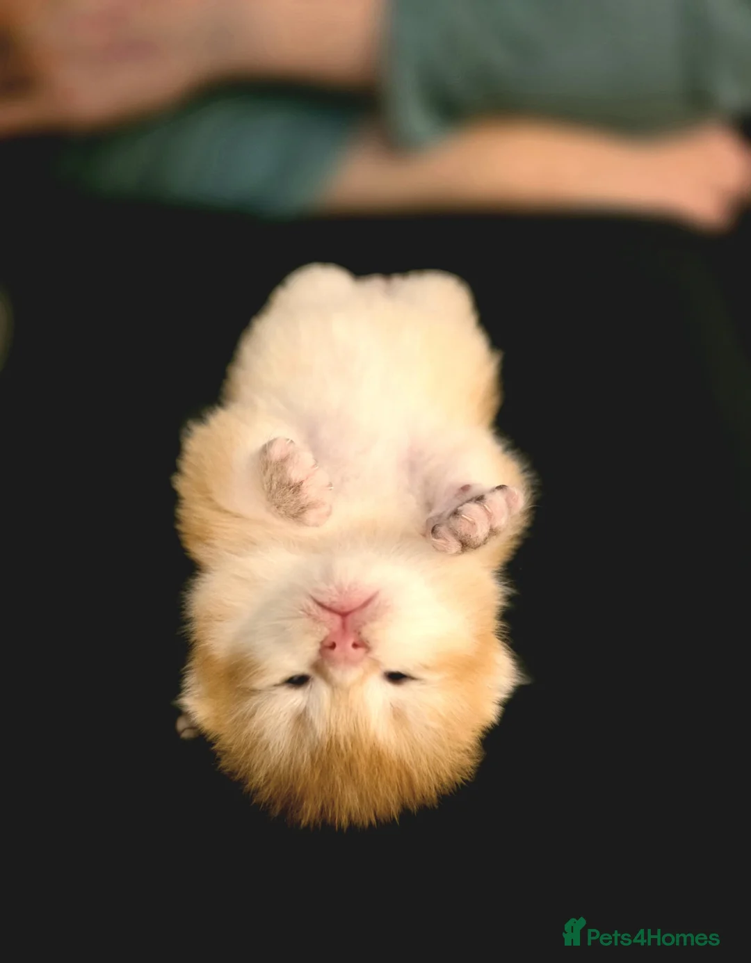 British Shorthair cats for sale: GCCF/TICA Stunning Golden BSH Chinchilla Kittens  - Advert 1