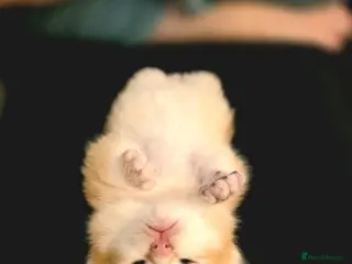 British Shorthair cats GCCF/TICA Golden Chinchilla kittens - Advert 1