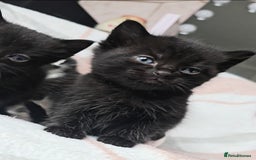 Maine Coon cats for sale: 💫Maine Coon Mix Family Raised Kittens💫 5*Reviews - Image 11