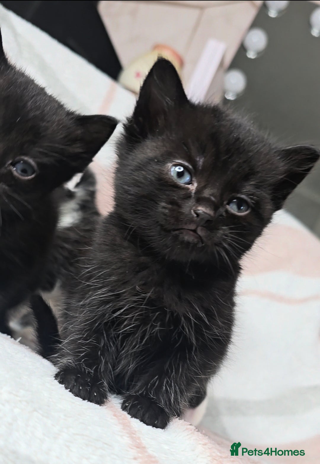 Maine Coon cats for sale: 💫Maine Coon Mix Family Raised Kittens💫 5*Reviews - Image 11
