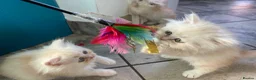 Persian cats for sale: Persian kittens in Rugby - Advert 21
