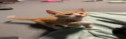 Domestic Shorthair cats for sale: 6 kittens ready to be taken home - Advert 7