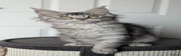 Maine Coon cats for sale: Maine coon kittens ready to leave now - Advert 8