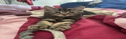 Mixed Breed cats for sale: Cuddly Tabby Kittens – Home Raised - Advert 17