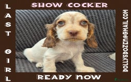 Cocker Spaniel dogs for sale: Beautiful Show Cocker Girl ready NOW  - Image 1