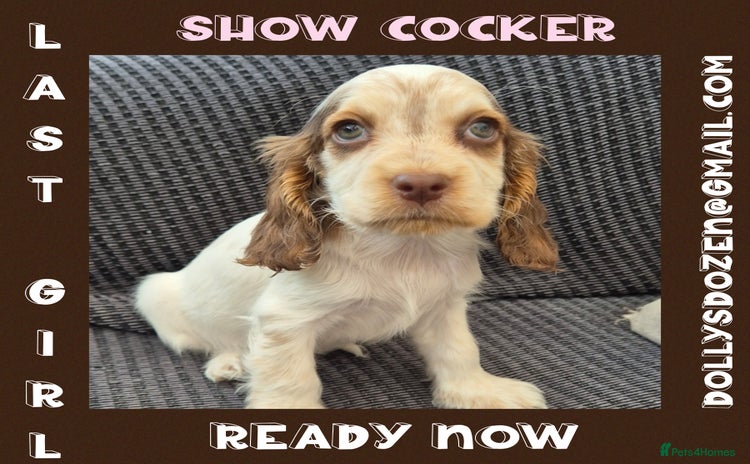 Cocker Spaniel dogs - Advert 6