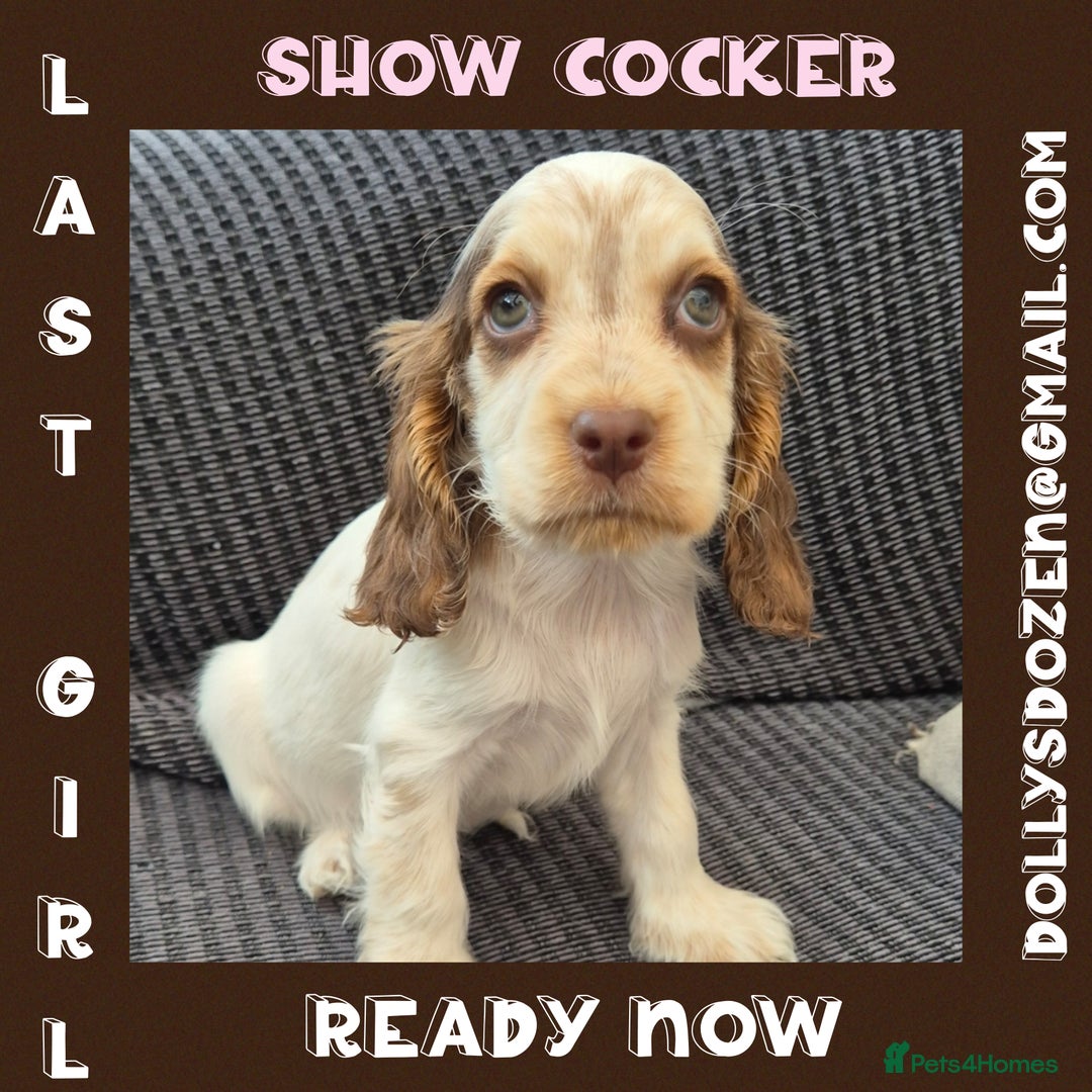 Cocker Spaniel dogs for sale: Beautiful Show Cocker Girl ready NOW  - Image 1