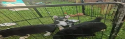 Mixed Breed dogs for sale: Miss  - Advert 2