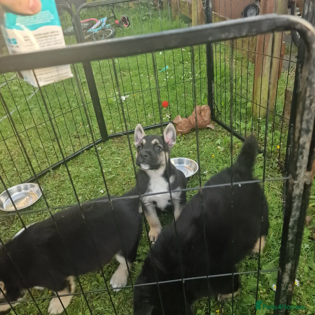 Mixed Breed dogs for sale: Miss  - Advert 2
