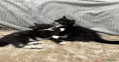 British Longhair cats - Advert 11